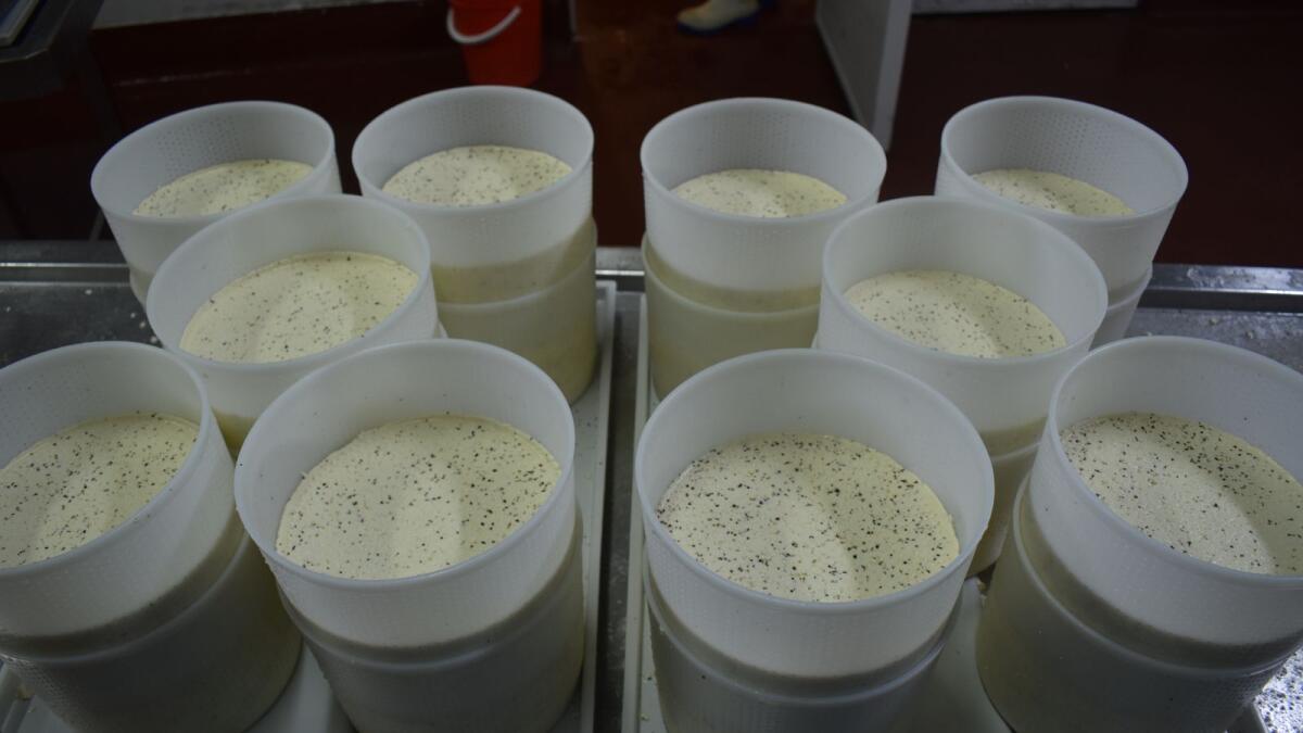 South Gippsland Dairy colostrum goes from paddock to plate