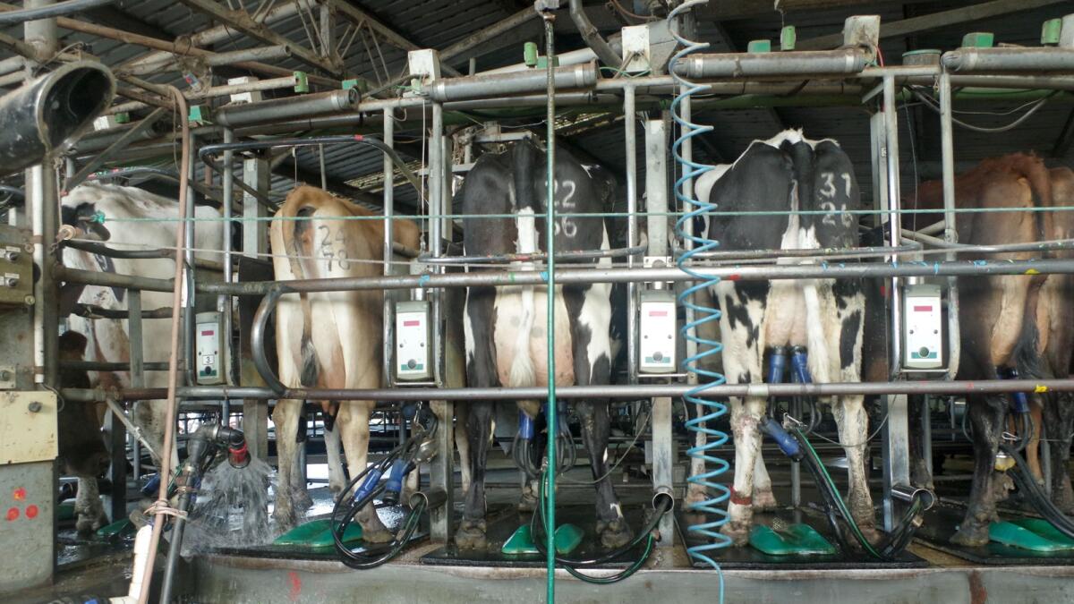 Robotics revolution helps lift efficiency and welfare | Dairy News ...