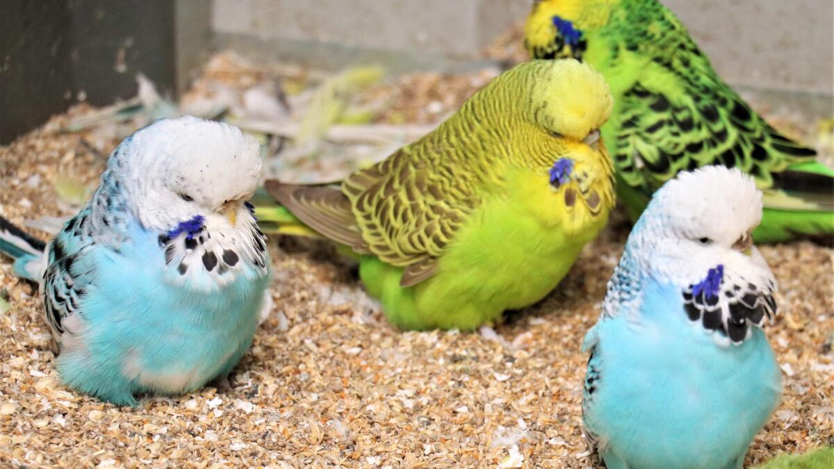 Wings of passion for budgie breeder | Shepparton News