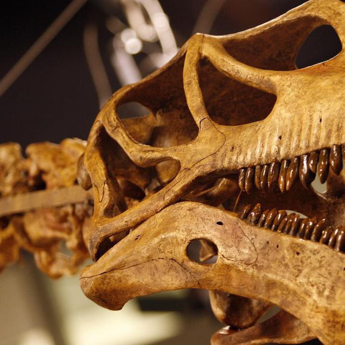 Rare dinosaur teeth found in Qld outback | Shepparton News