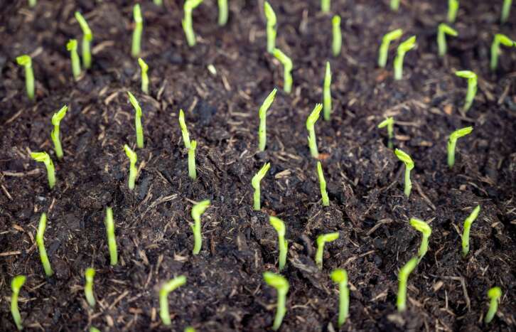 Australian seed banks and future-ready farming