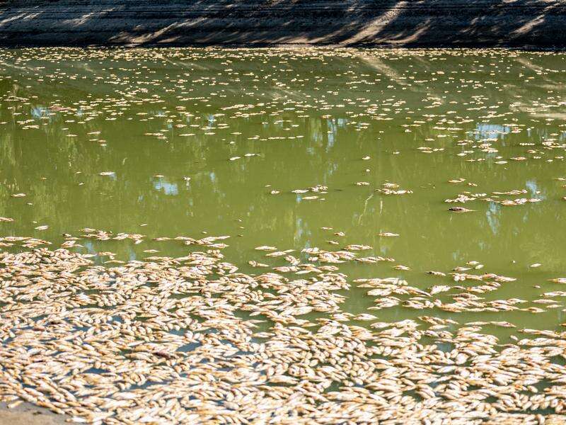 Water testing ongoing after mass NSW fish kills | Kyabram Free Press