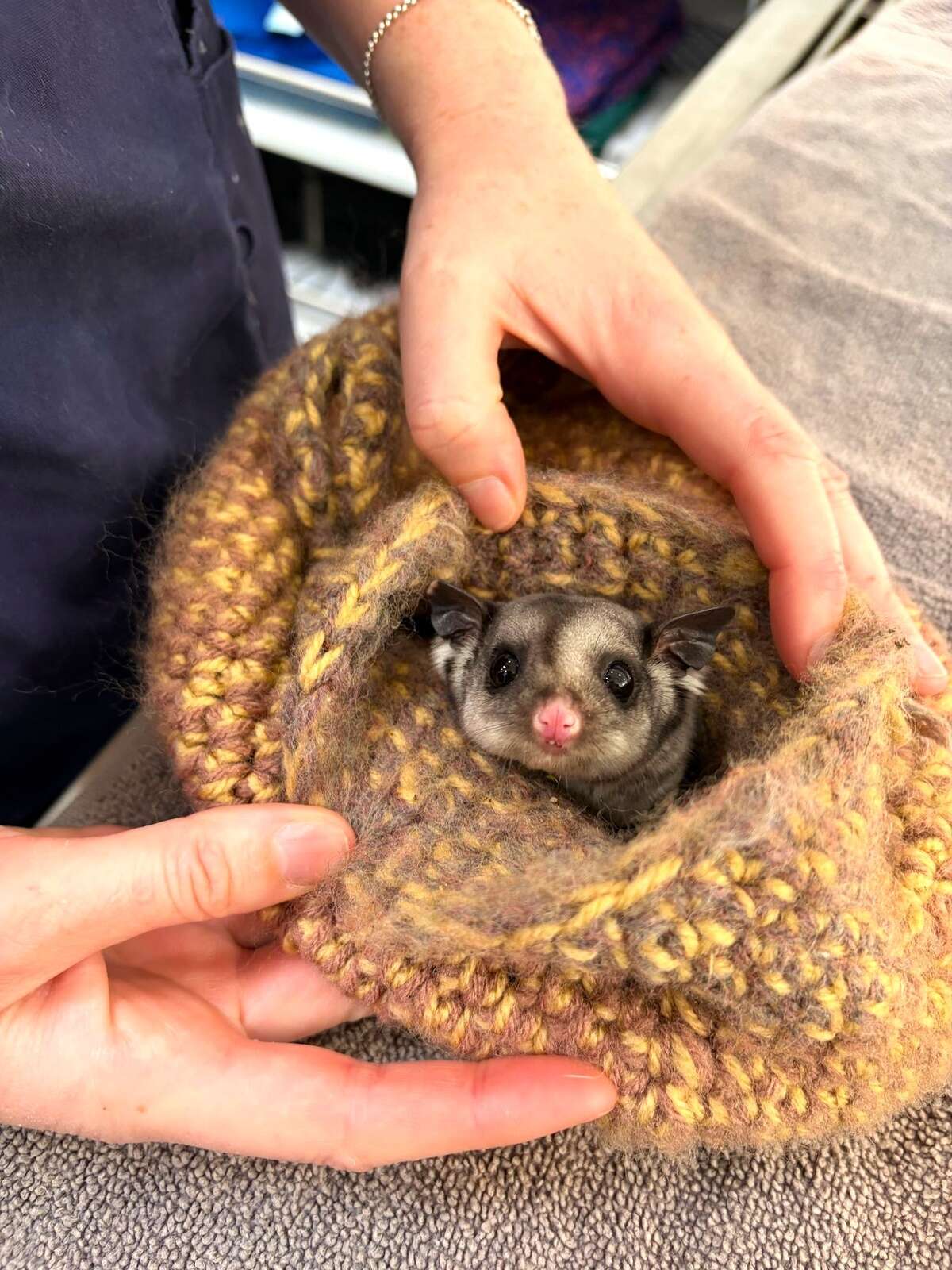 Australia’s first mobile wildlife hospital treated local, furry patients