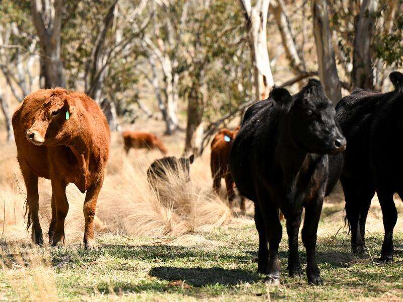 Agriculture strategies need to be 'better connected' Shepparton News