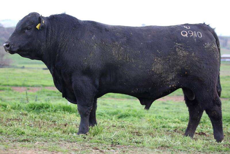 Top Angus bulls to be sold at NSW stud sale Country News