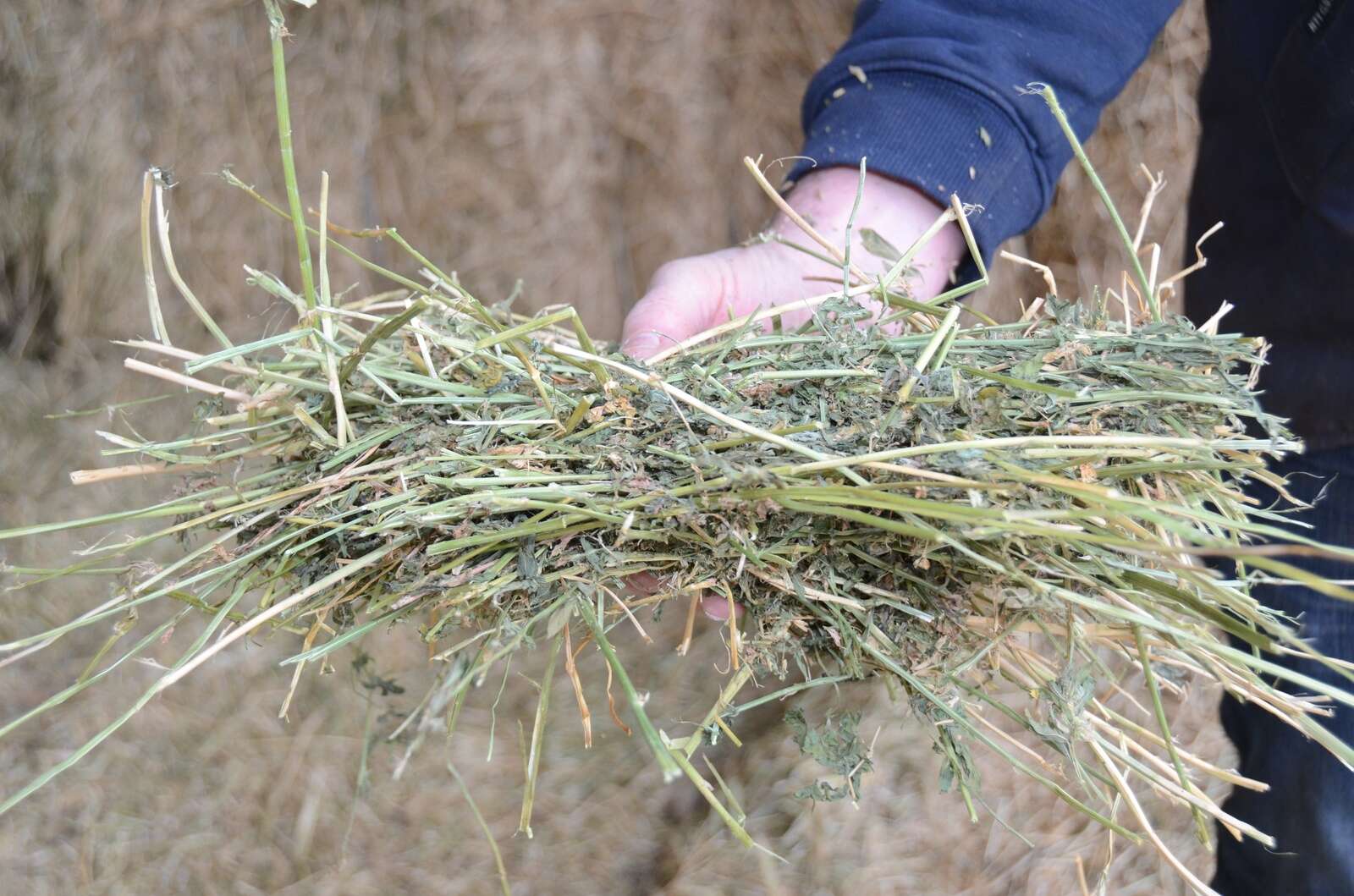 Take the guesswork out of buying feed | Benalla Ensign
