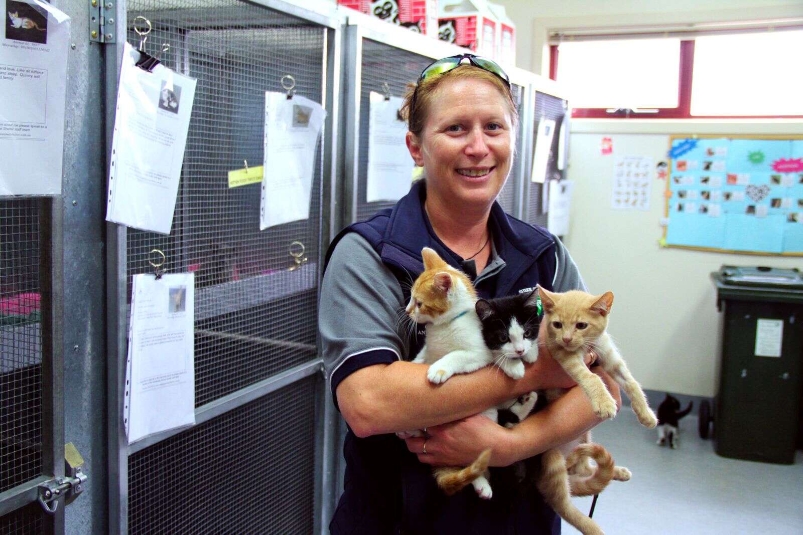 Lots of cats at Campaspe animal shelter Seymour Telegraph