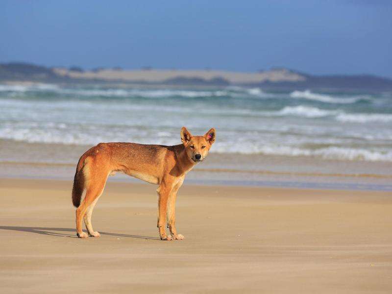 Girl bitten on leg by dingo at Queensland tourist spot - Vimarsana News