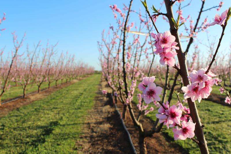 Goulburn Valley fruit trees in bloom Country News