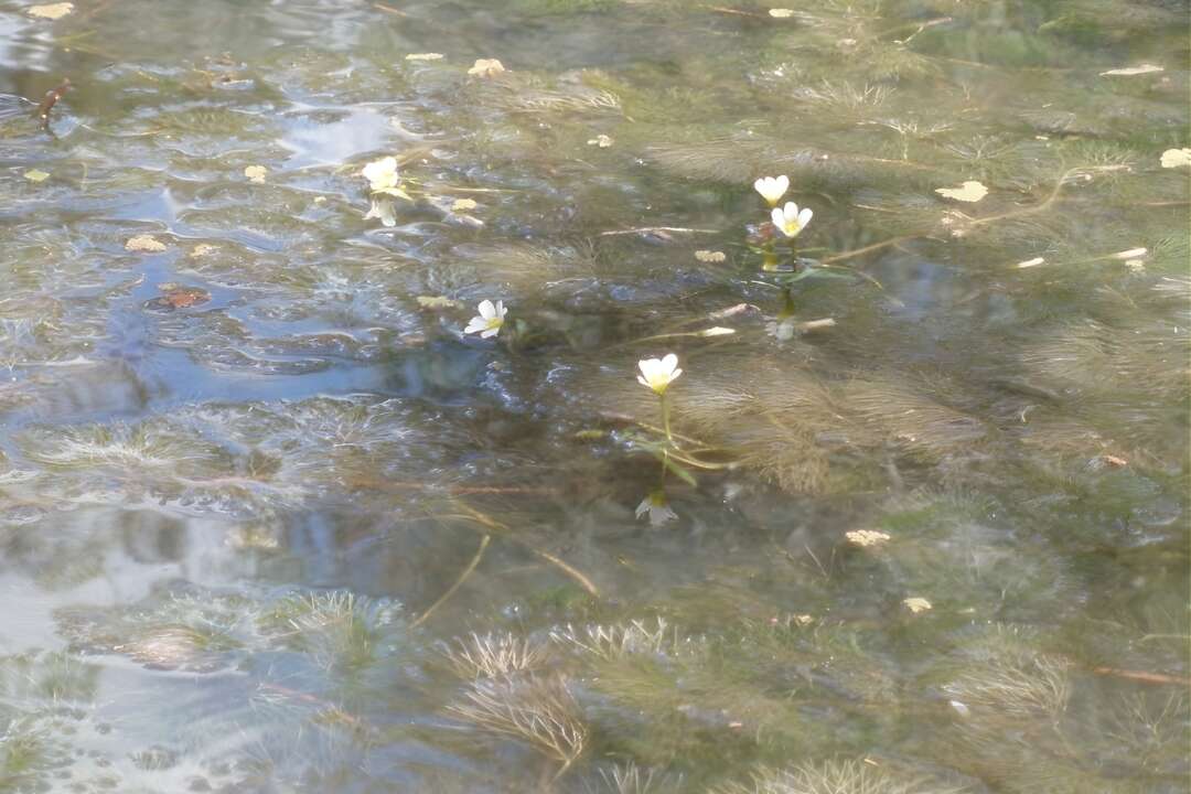 Lake Benalla is facing an unwanted invasion — here’s how you can help