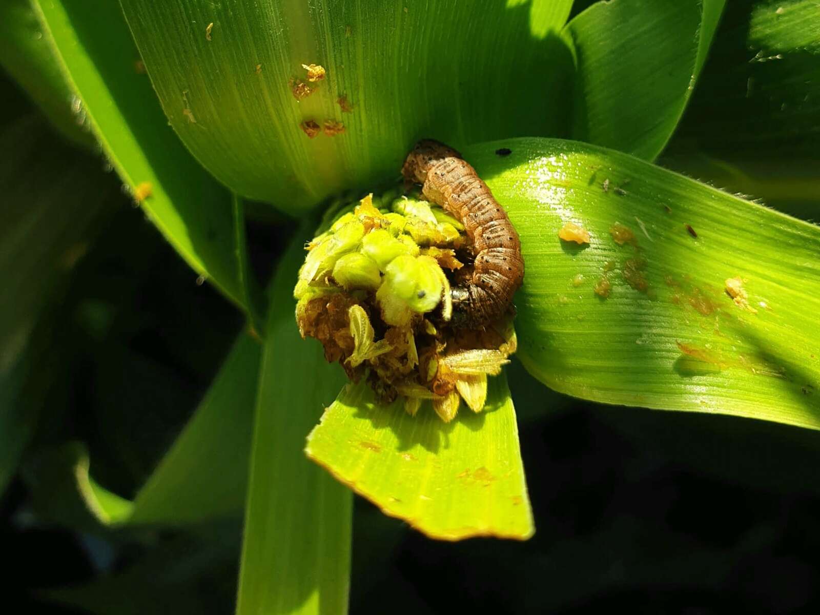 Fall armyworm commands growers’ attention | Deniliquin Pastoral Times