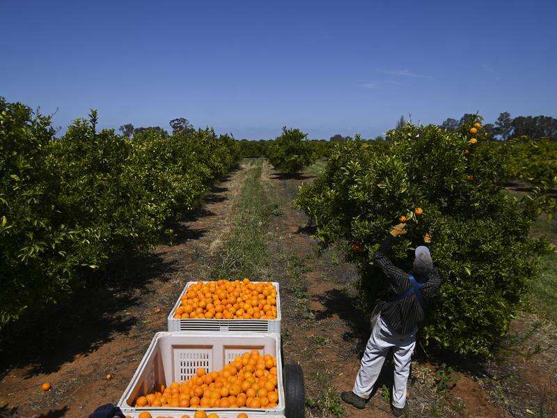 | Kyabram Free Press