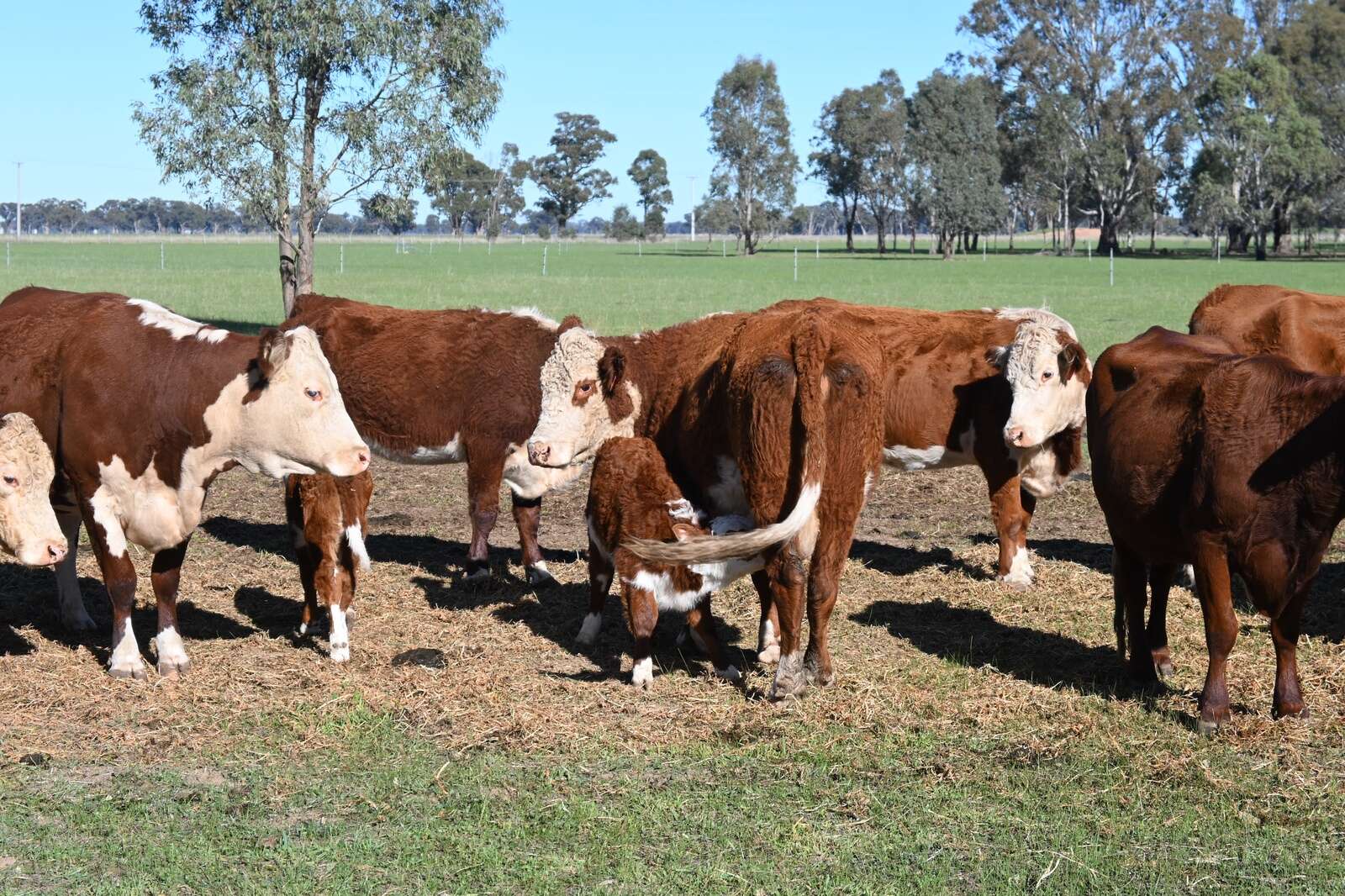Wagga cattle conference | Country News