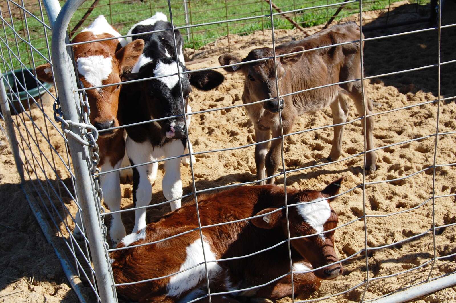 Handle bobby calves with care Shepparton News