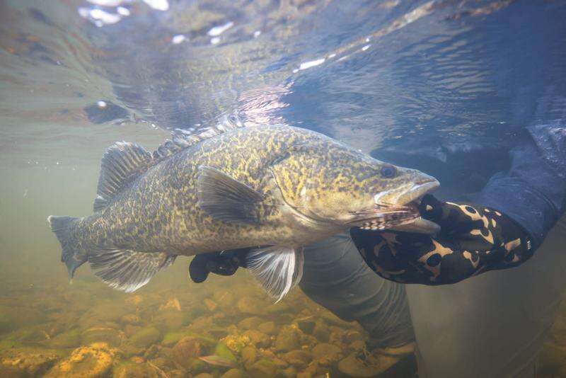 Put the knife down: scientists can now age fish without killing them ...