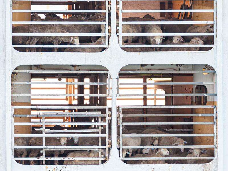 'A punch in the guts': live sheep export trade to end | Country News