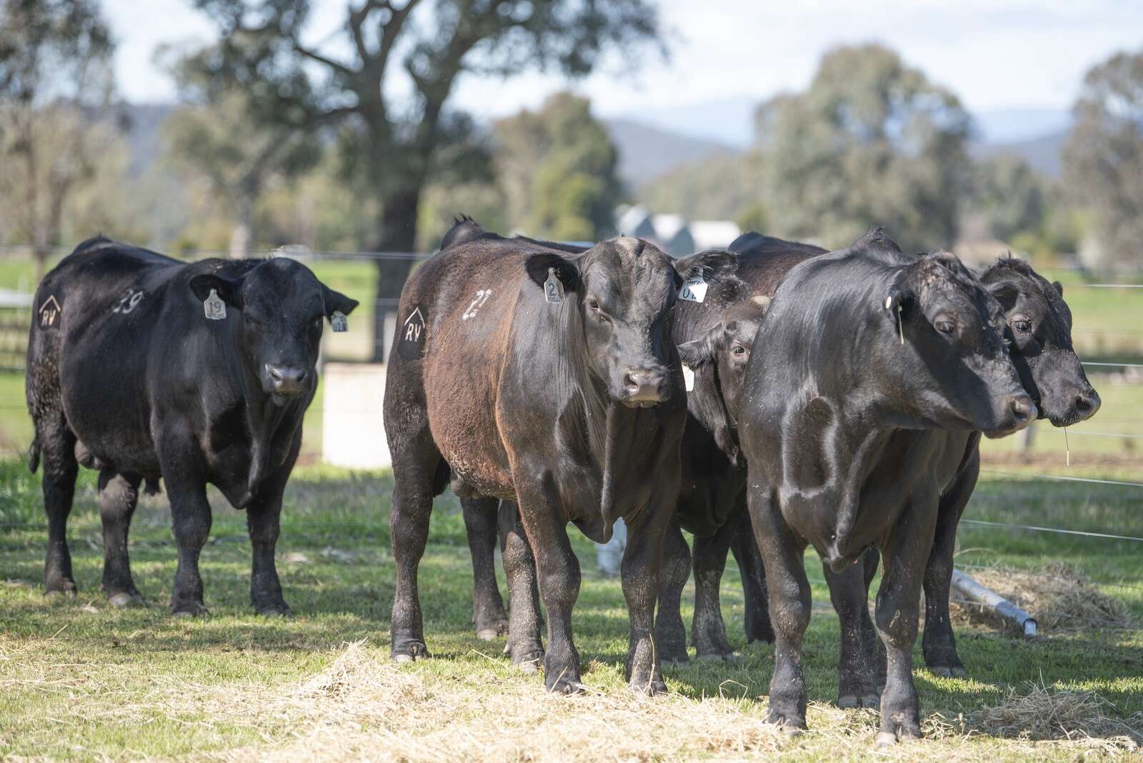 Heavy bulls on offer | Dairy News Australia