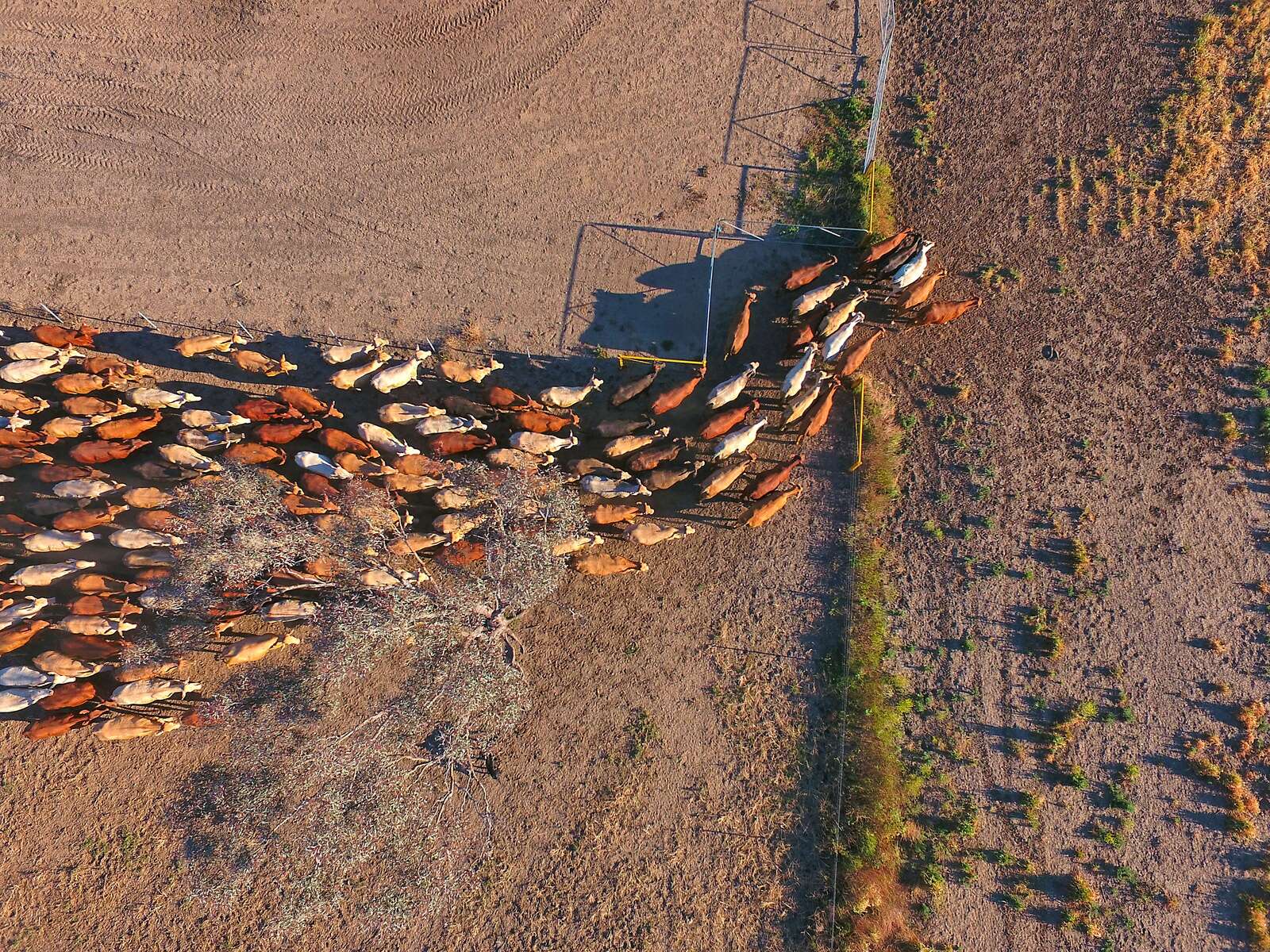 Managing livestock losses after an emergency | Country News