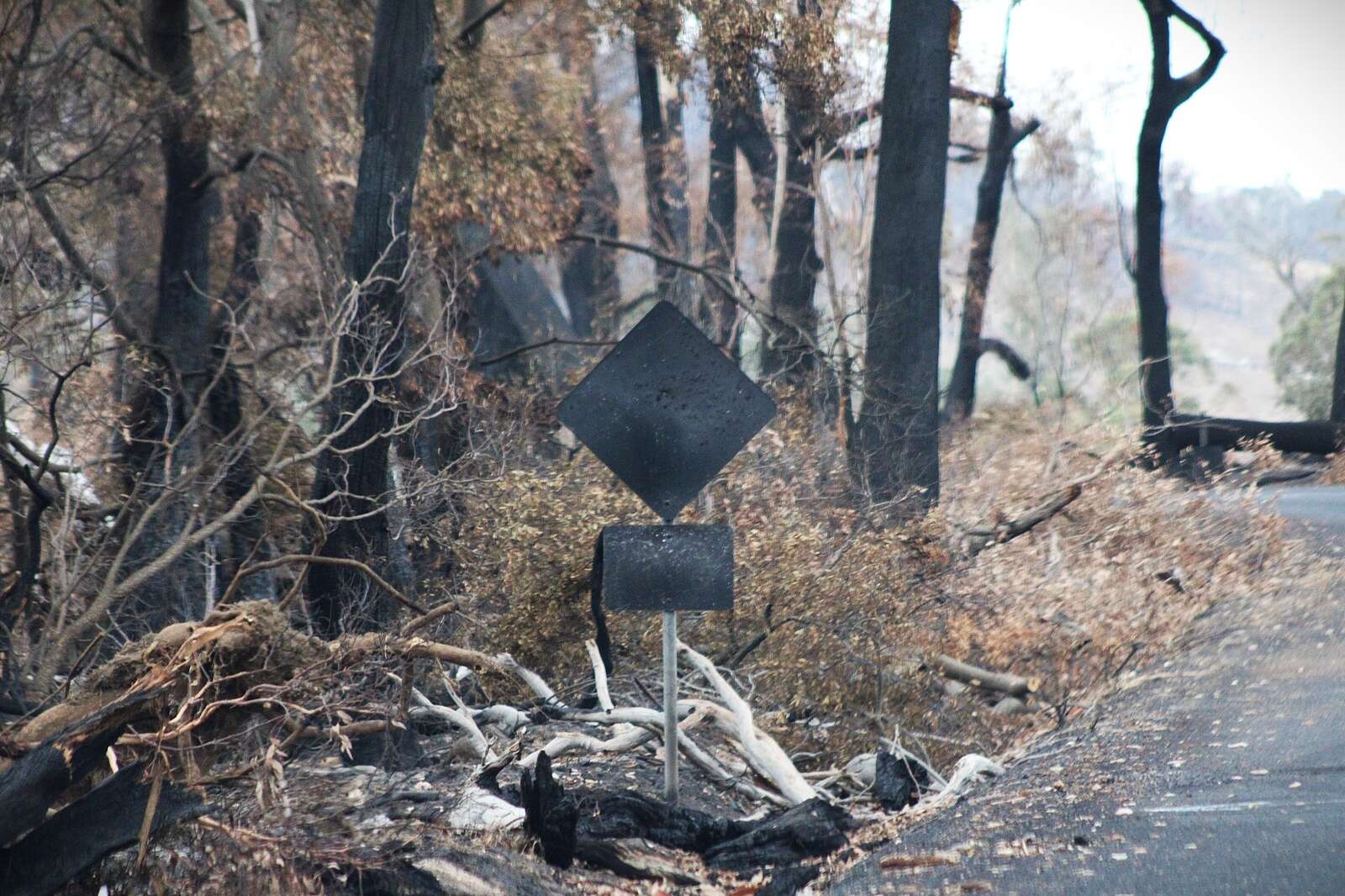 Musicians to help fire-affected residents Rise from the Ashes