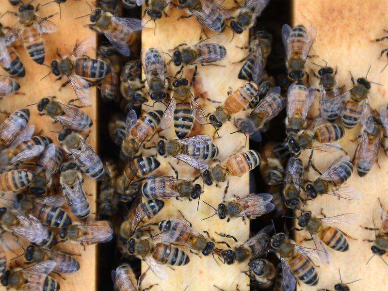 Hive mind: vital survey to map the buzz on deadly mite | Country News