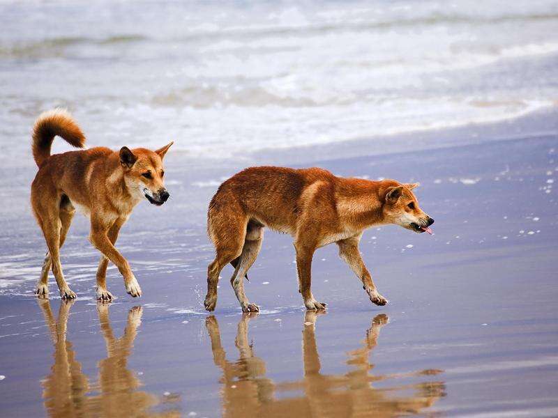 Dingoes put the bite on more tourists on Qld island | Country News