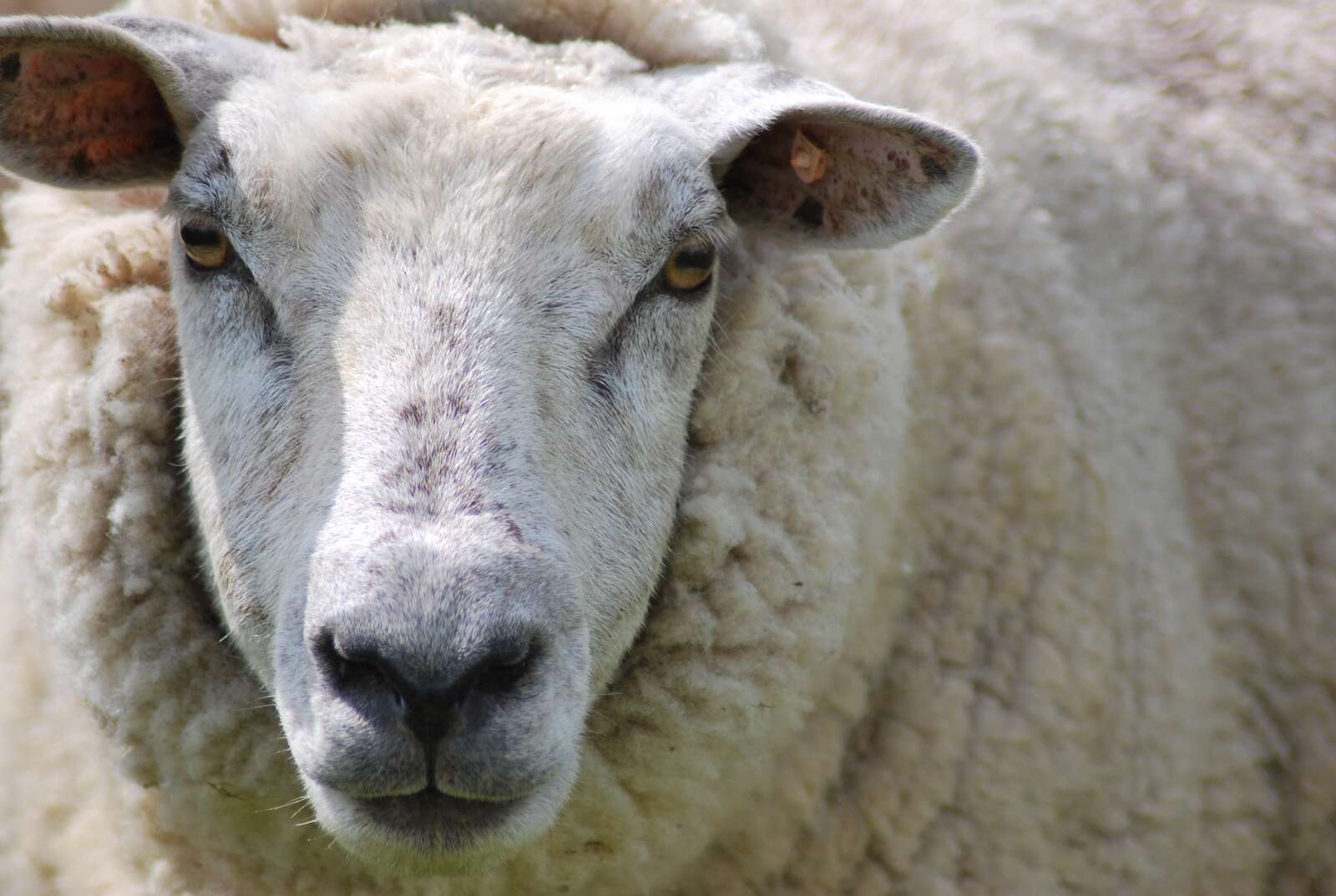 Bird flu found in UK sheep