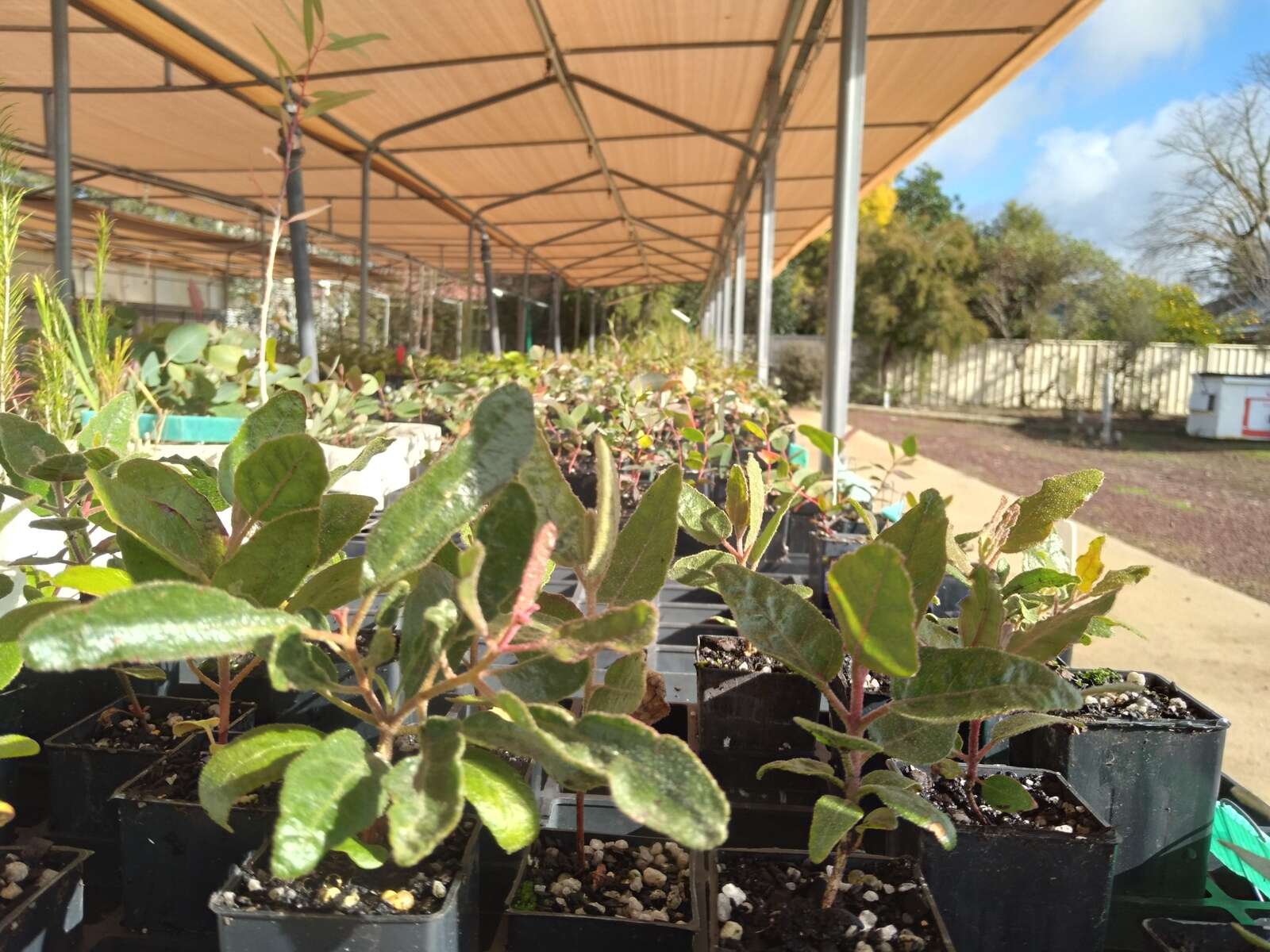 Goulburn Valley Tree Group invites you to celebrate Environment Day ...