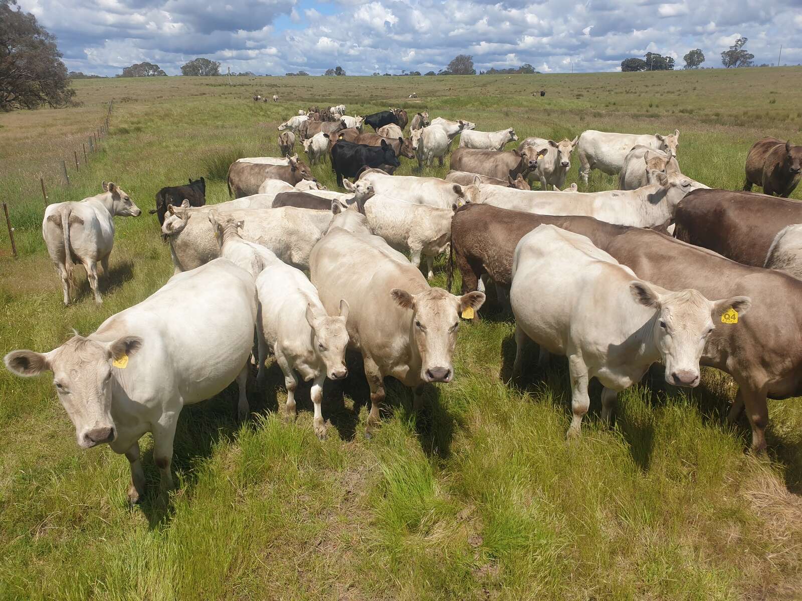 Docility defines Atriem Murray Greys' breeding success | Benalla Ensign