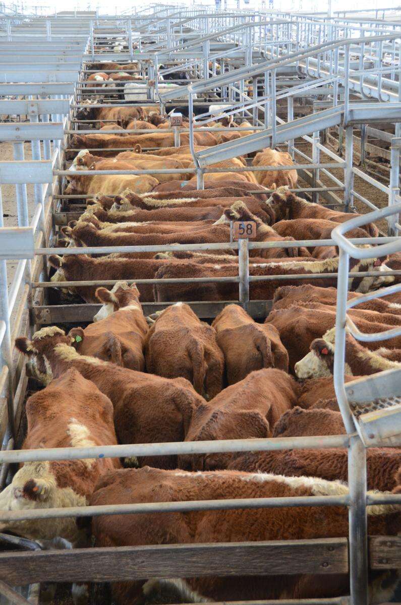 China tariff hits Aussie beef
