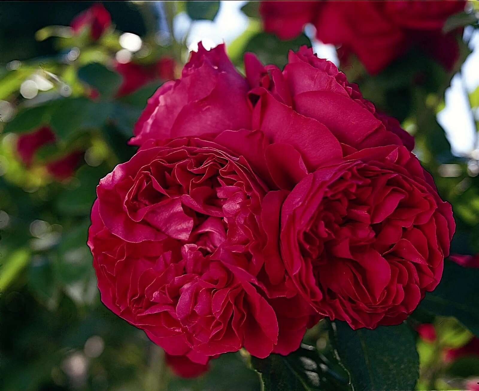 Dig into bare rooted roses | Riverine Herald