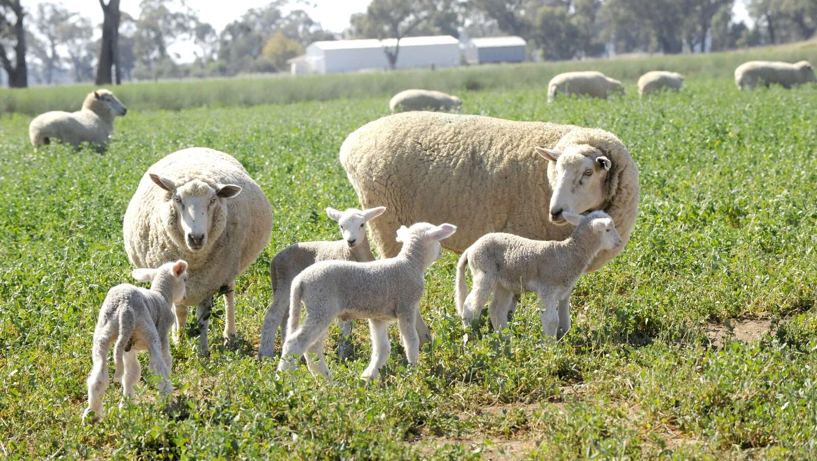 Panic grasses can kill lambs Country News