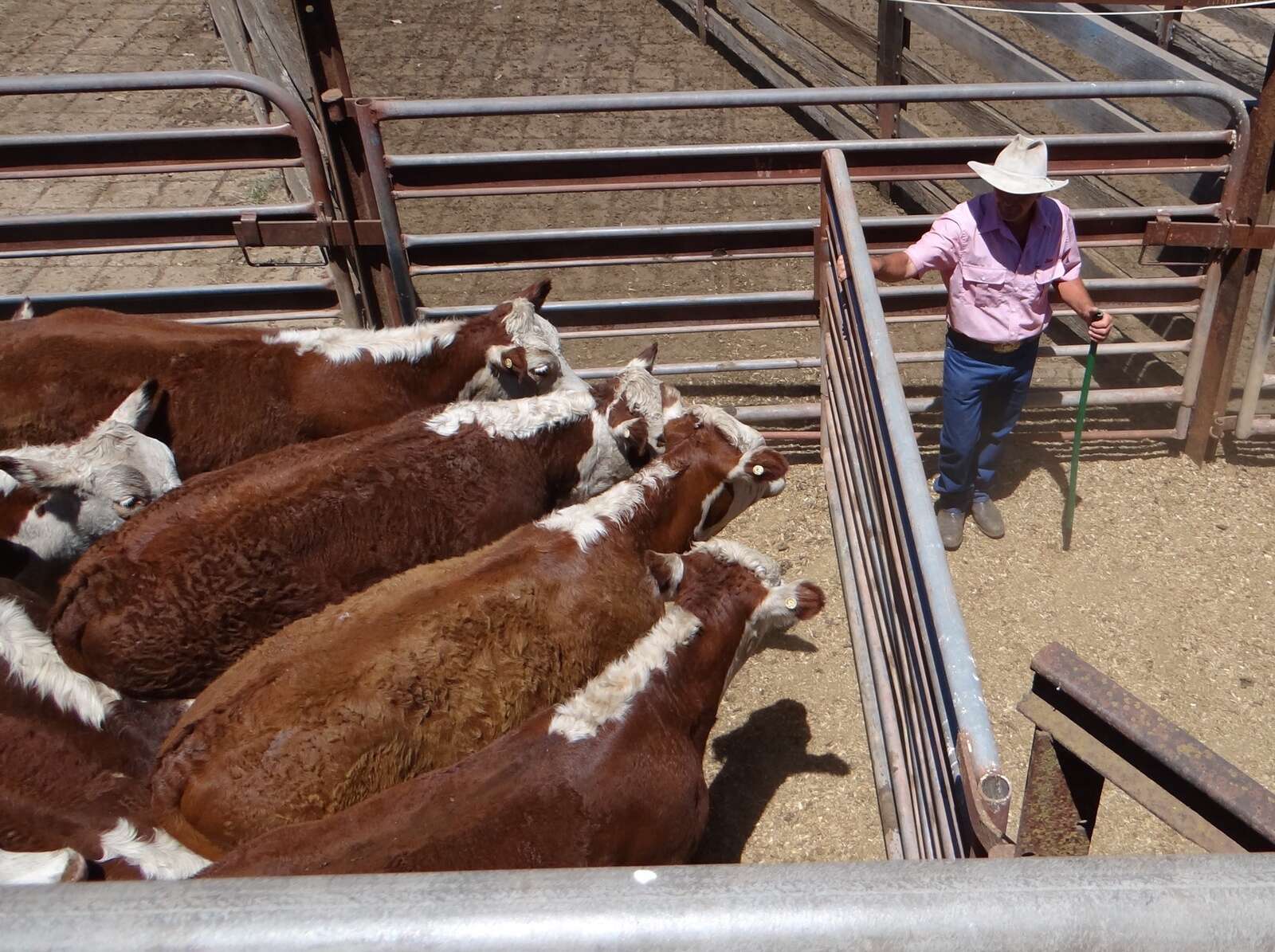 Staying safe around cattle Dairy News Australia