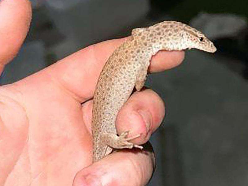 Native lizard export ring busted in police raids | Shepparton News