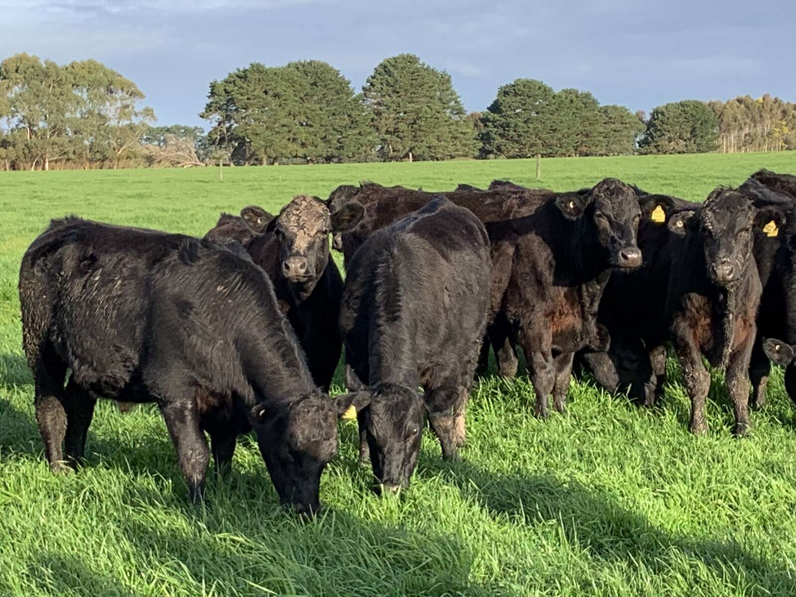 provide solution to phase out bobby calves Shepparton News