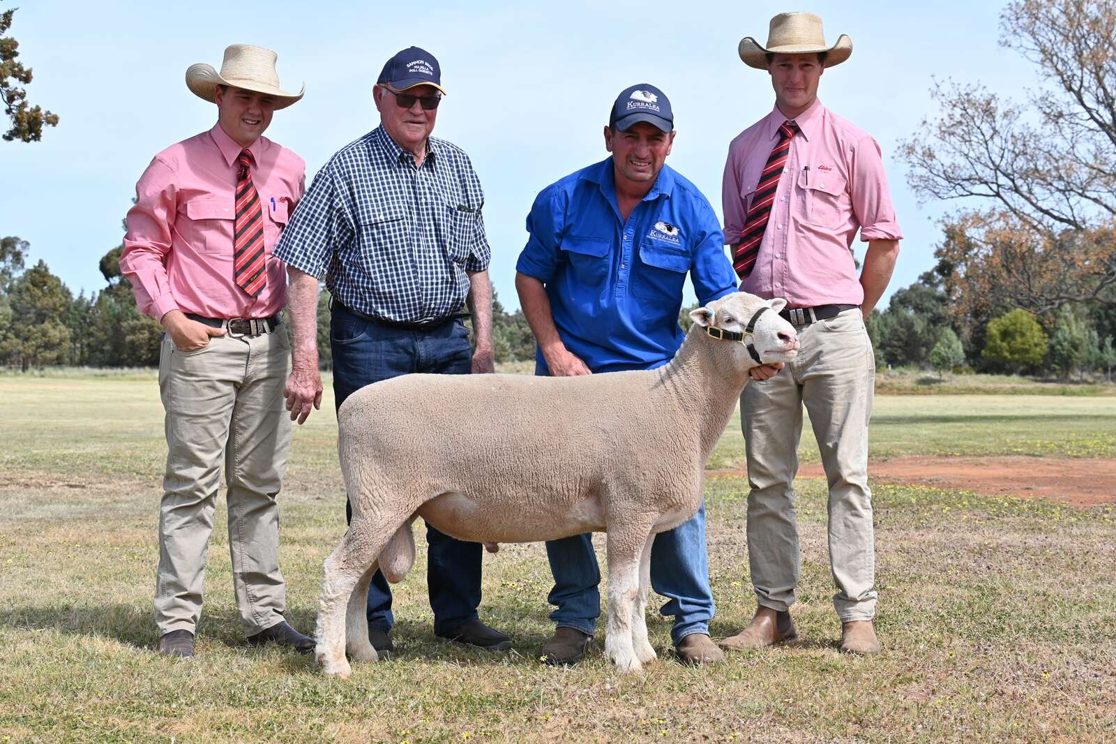 Majella majesty makes it a master ram stud | Country News