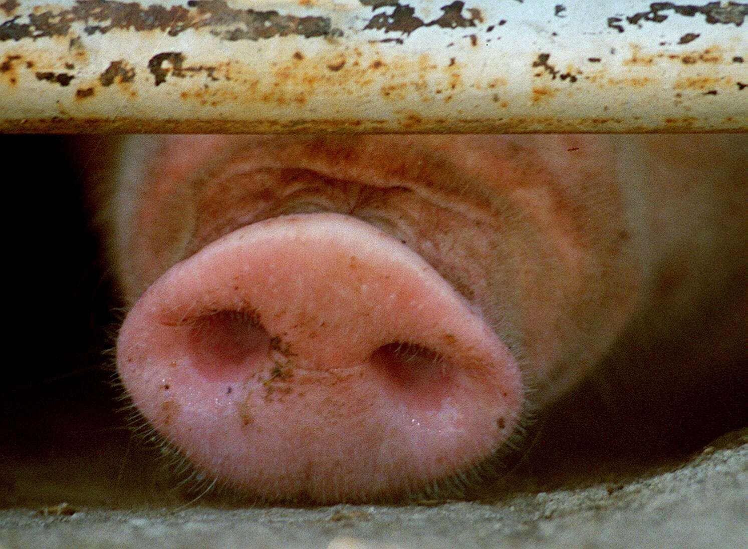 Pigs in abattoirs only 0.1% of Victorian cruelty complaints | Dairy ...