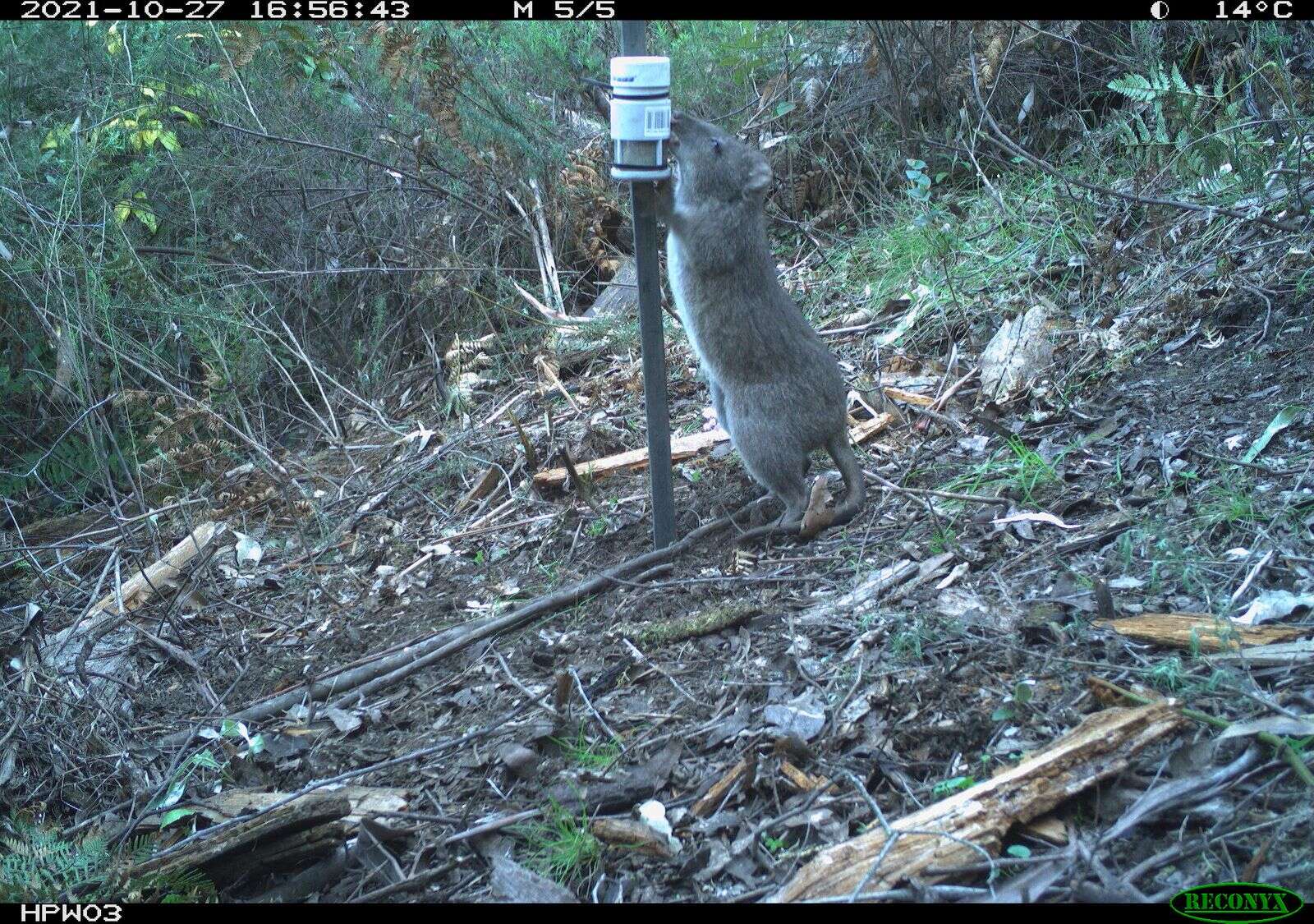 Fox control will help potoroos | Country News