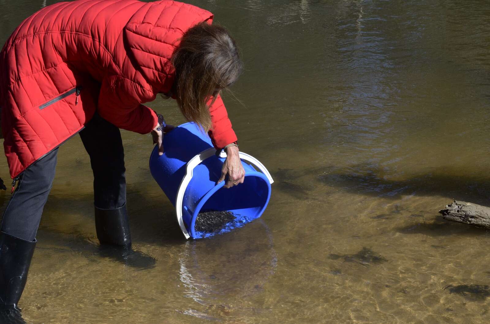 ‘Born here, bred here, released here’: Fish released into Goulburn ...