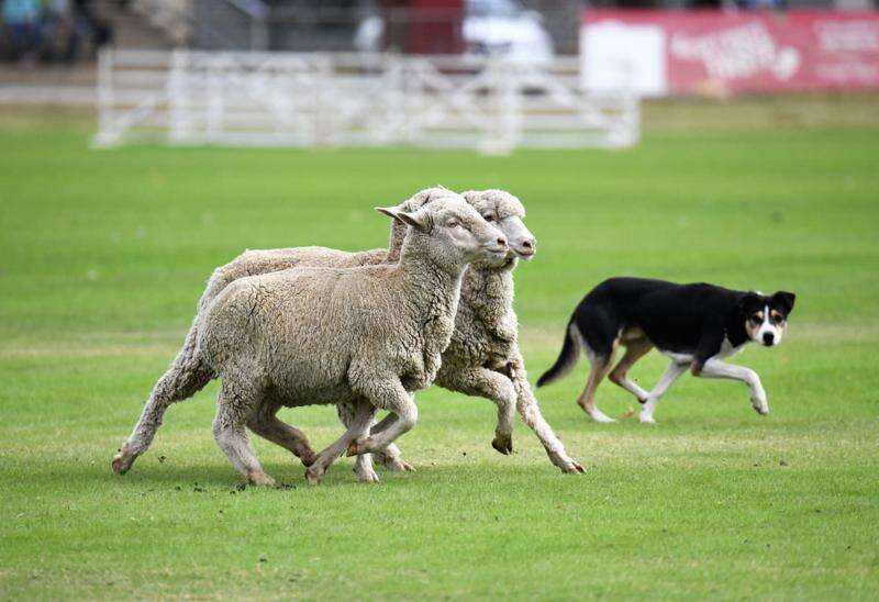 Sheep dogs prepare to strut their stuff in Seymour | Seymour Telegraph