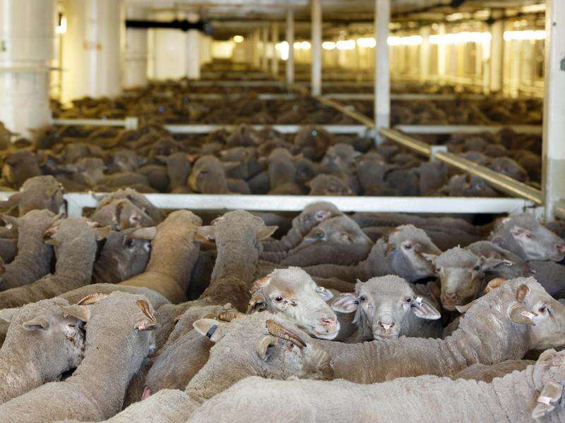 Aussie live sheep export trade on the chopping block | Kyabram Free Press