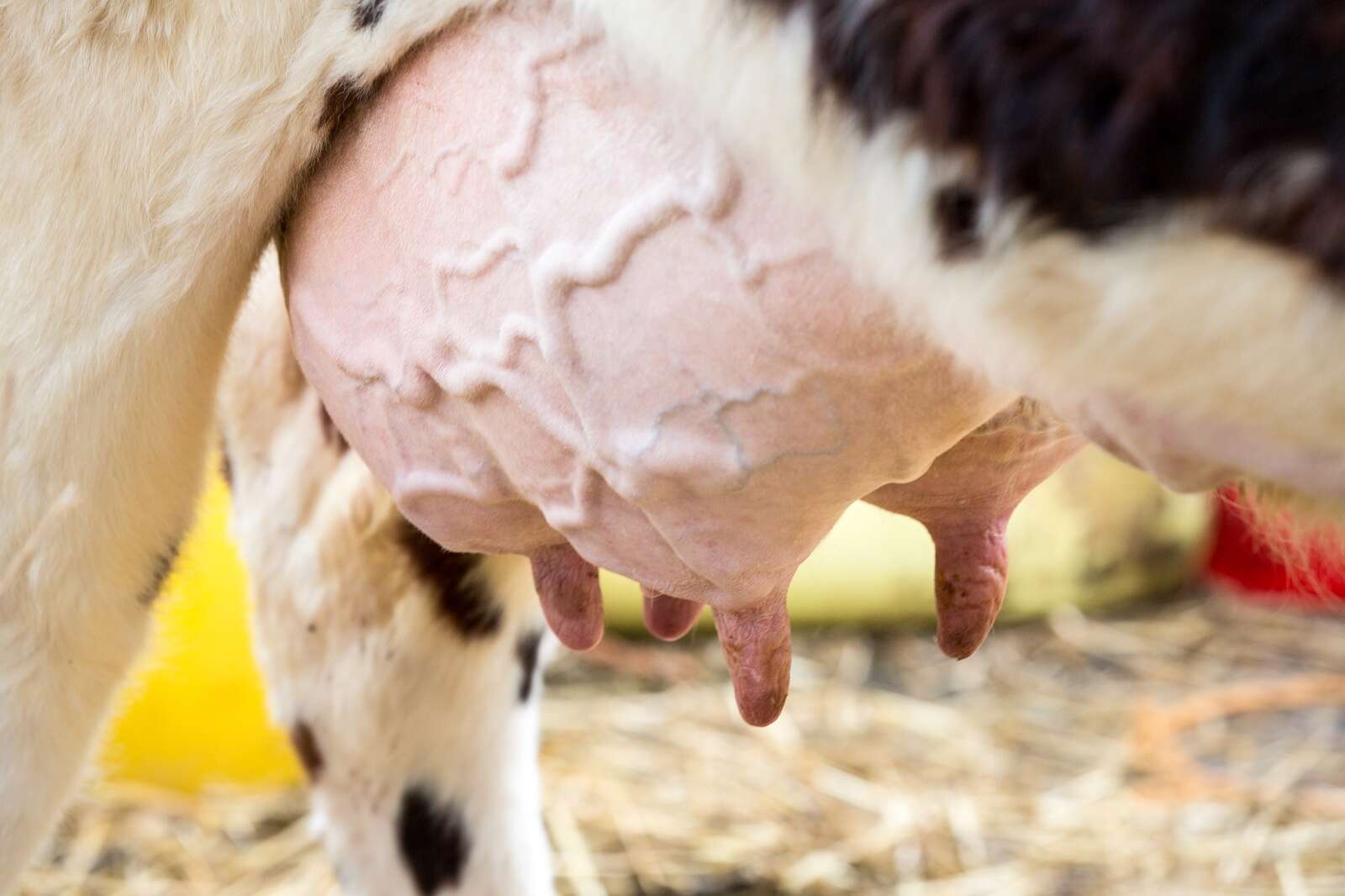 Local dairy farmers recognised for quality