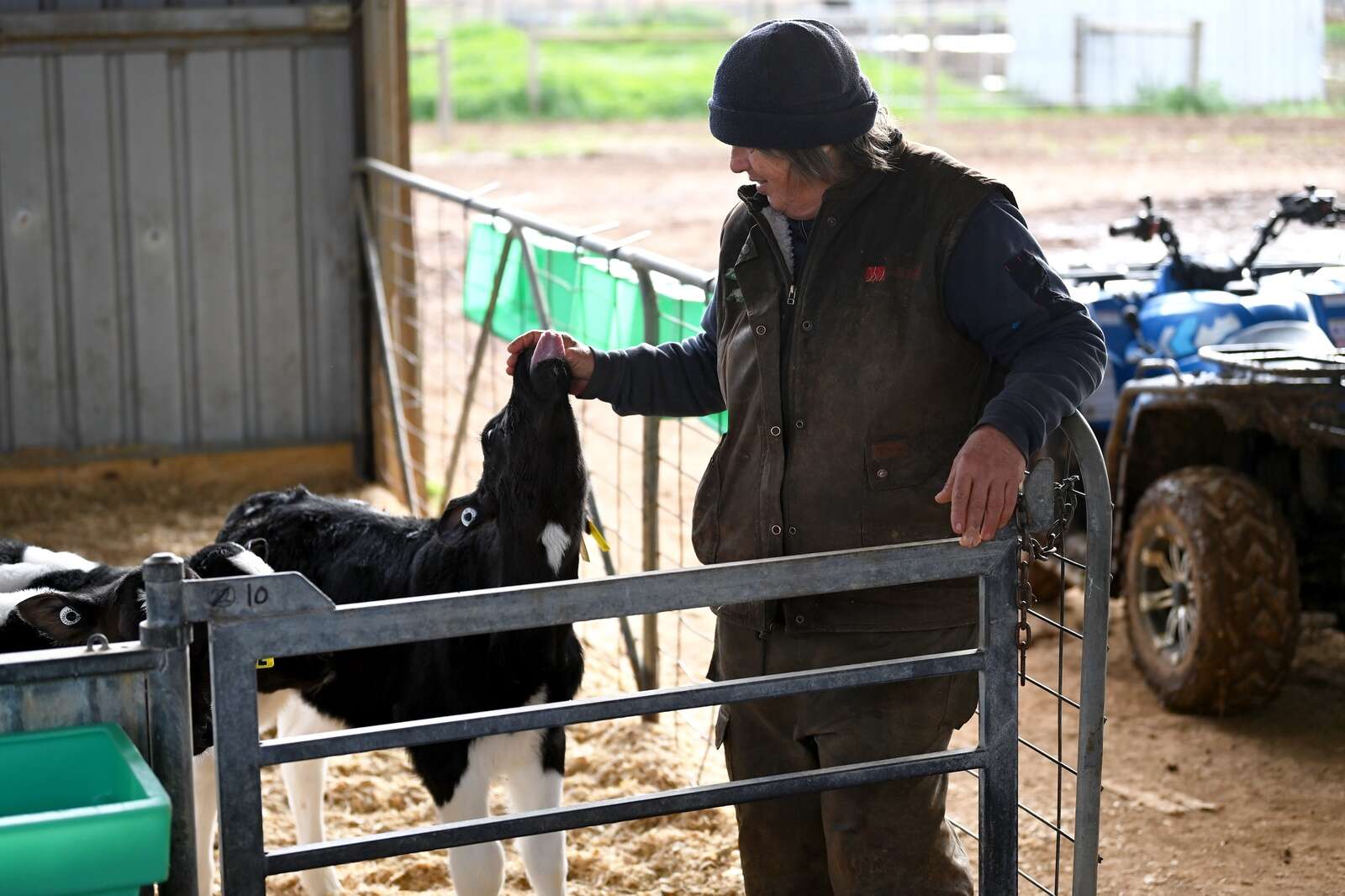 Raising healthier calves Shepparton News