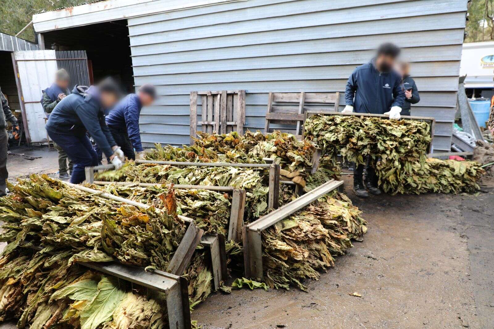 Illegal tobacco dealt a $400m blow