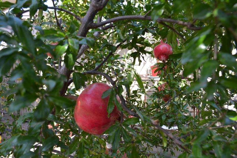 Shepparton fruit tree removal Shepparton News
