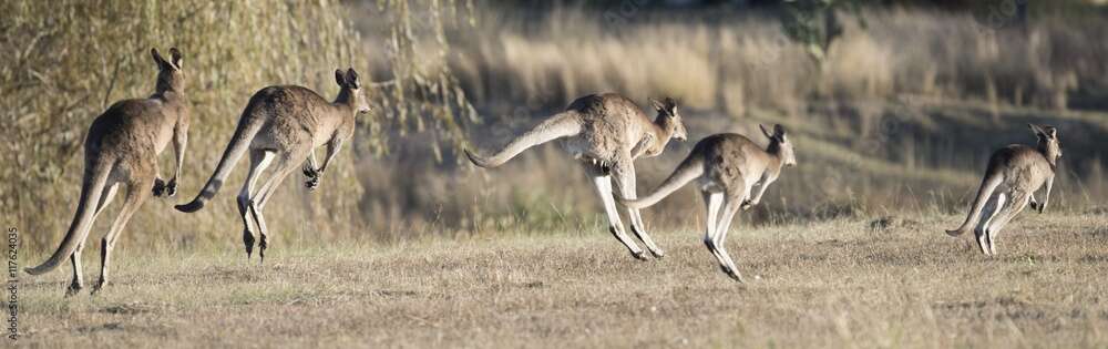 Roos running riot | Corowa Free Press
