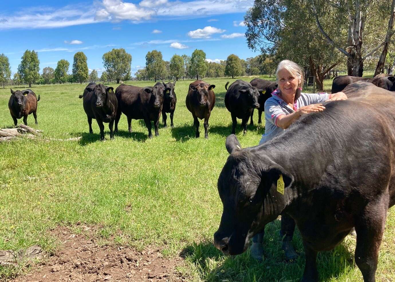 Wangaratta sales meet market expectations Deniliquin Pastoral Times