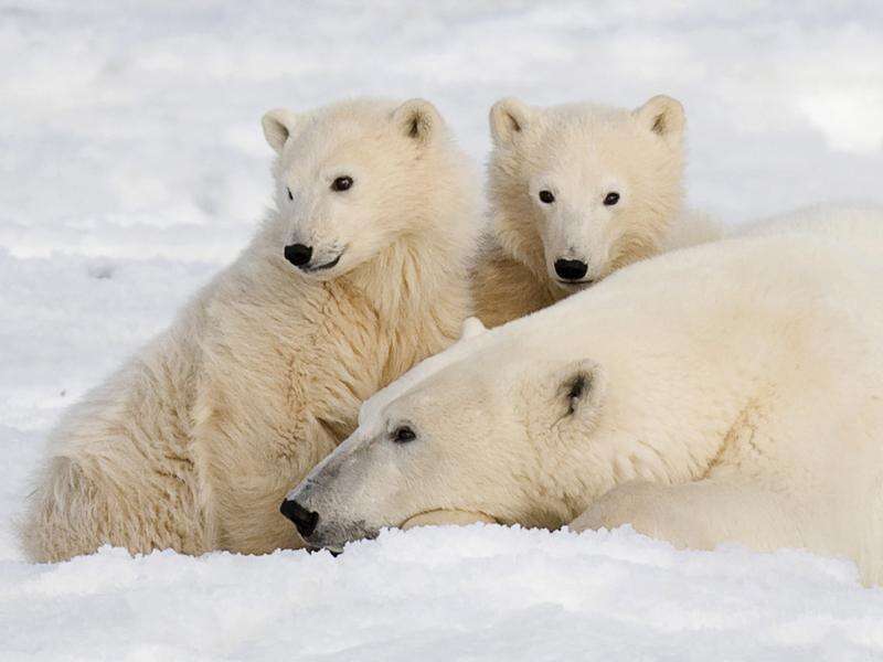 Canadian polar bears dying in high numbers Shepparton News