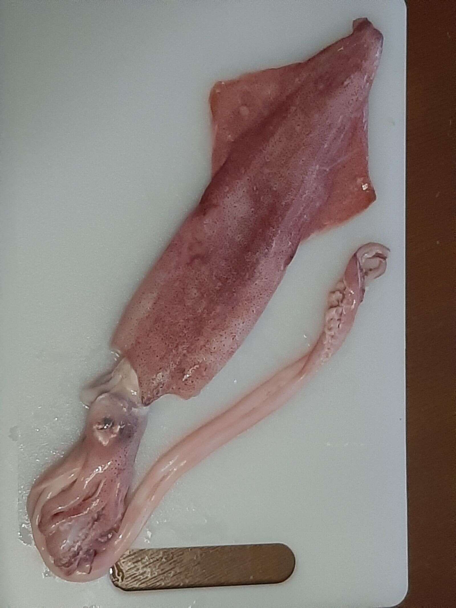 Lord of the (squid) rings | Dairy News Australia