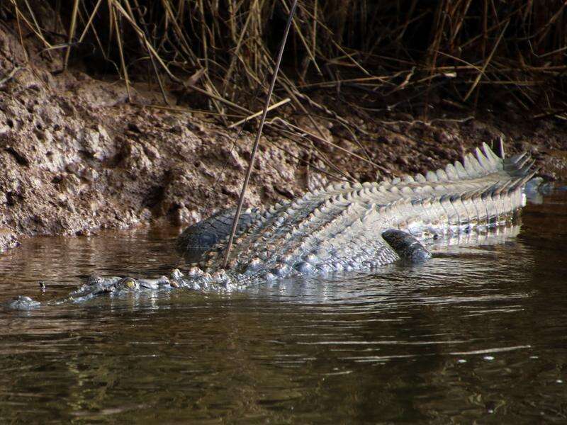 Croc search continues following north Queensland attack | Country News