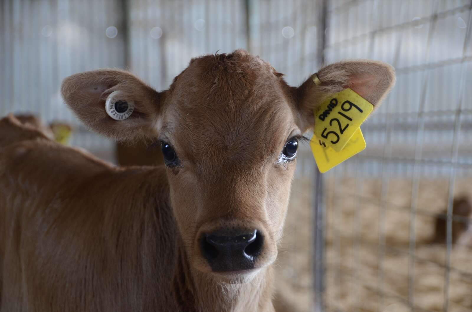 GETTING THE RIGHT DIAGNOSIS visual data 6